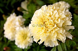 萬壽菊,花,植物