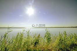 湖,日落,蘆葦