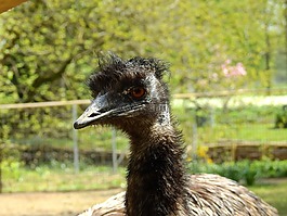 斯特勞斯,鳥,鴕鳥