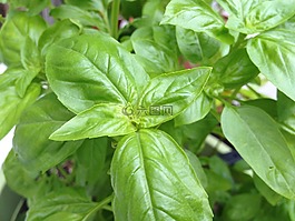 新鮮,羅勒,草本植物