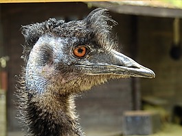 斯特勞斯,鳥,鴕鳥