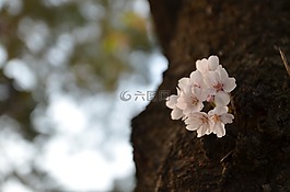 鮮花,木材,大自然
