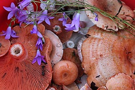 蘑菇,藏紅花奶帽,貝爾