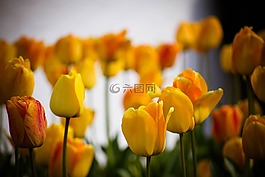 郁金香,鮮花,黃色