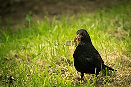 黑鳥,蠕蟲,鳥