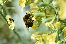 蜜蜂,昆蟲,花