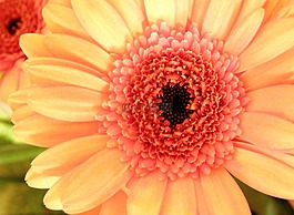 開花,橙,紅色