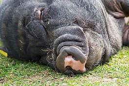 大腹便便的猪,猪,睡眠