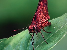 蝴蝶,昆蟲(chóng),大自然