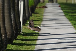 通路,鳥,無限