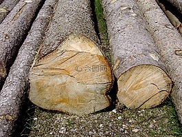 砍倒樹(shù)干,樹(shù),工作