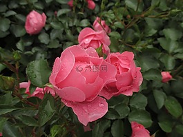 玫瑰,開花,雨滴