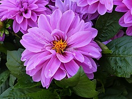 嬌琴紗,開花,廠