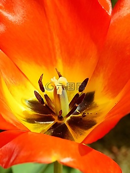 郁金香,花,開花