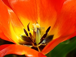 郁金香,花,開(kāi)花