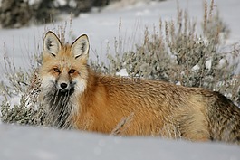 紅狐,野生動物,自然