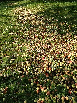 蘋果,花園,水果