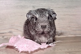 豚鼠,年輕的動物,光滑的頭發(fā)