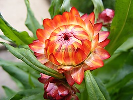 花,夏季,開花