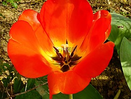 郁金香,花,開花