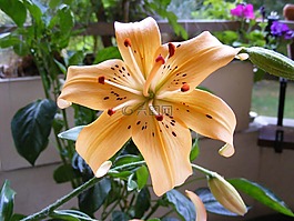 花,顏色,陽臺(tái)