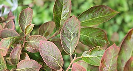 背景,紋理,甜柿