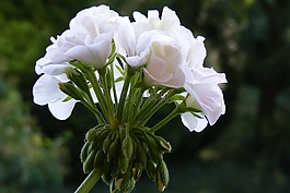 花,白,陽臺(tái)