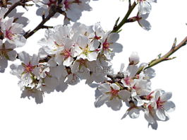 鮮花,杏仁樹,開花