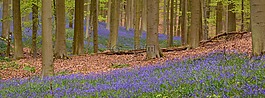 风信子,hallerbos,花卉