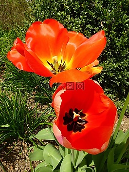郁金香,花,開(kāi)花