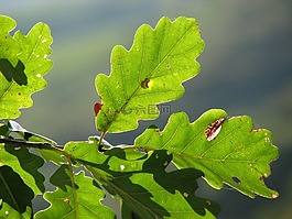 橡樹葉子,綠色,結構
