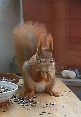 松鼠,動物,性質(zhì)
