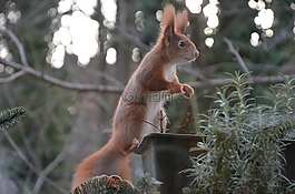 松鼠,動物,性質(zhì)