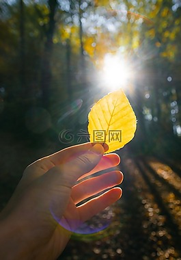 葉子,秋,秋天