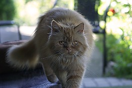 貓,哺乳動物,動物
