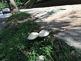 蘑菇,夫婦,一起