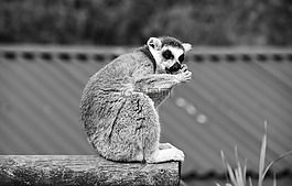 狐猴,馬達加斯加,動物園