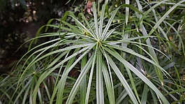 植物,葉,戶外