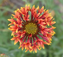 花,gaillardia,红色