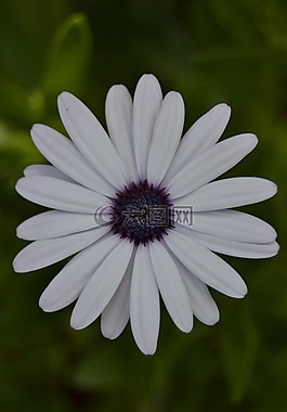 雛菊,花,白