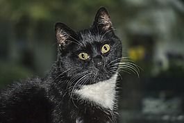 貓,貓科動物,貓的眼睛