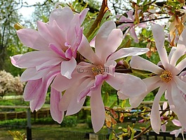 花,開花,性質(zhì)
