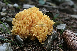 蘑菇,熊爪子,珊瑚