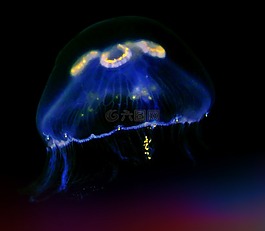 水母,海洋動物,水下
