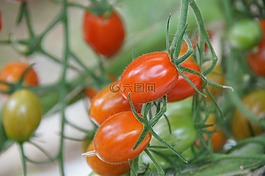 櫻桃番茄,溫室,蔬菜