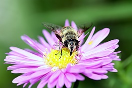 花,昆蟲,蜜蜂