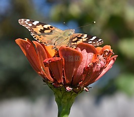 花,蝴蝶,漆女士蝴蝶