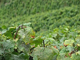 酒,藤葉,葡萄種植