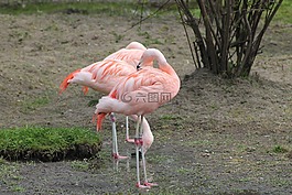 粉紅色的火烈鳥,鳥,異國情調(diào)