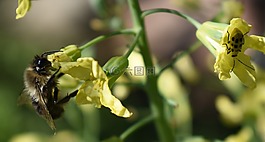 花,花粉,西蘭花